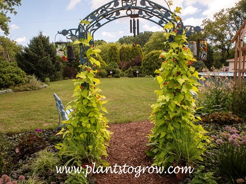 Golden Sunshine Runner Bean (Phaseolus coccineus) 
The Golden Sunset, with its chartreuse color, looks amazing as it twines around the blue iron arch by my patio.  (end of July)